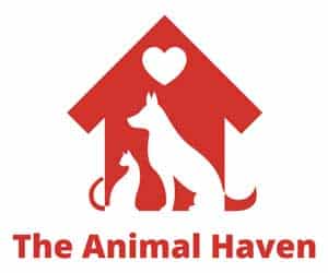 Animal Haven North Haven